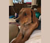 Moe, a Beagle and Treeing Walker Coonhound mix tested with EmbarkVet.com