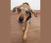 Chewie, a Mountain Cur and American Leopard Hound mix tested with EmbarkVet.com