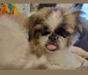 Chin Chilly, a Pekingese and Shih Tzu mix tested with EmbarkVet.com