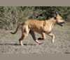 Kat, a Perro de Presa Canario tested with EmbarkVet.com