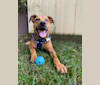 Walker, an American Pit Bull Terrier and Rottweiler mix tested with EmbarkVet.com