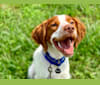 Pilot, a Brittany tested with EmbarkVet.com