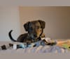 Audre, a Beagle and Miniature Schnauzer mix tested with EmbarkVet.com
