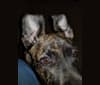 Cujo aka Loki, an American Bully and German Shepherd Dog mix tested with EmbarkVet.com