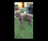 Riggs, a Poodle (Standard) tested with EmbarkVet.com