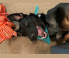 Leeroy Jenkins, a German Shepherd Dog and Australian Cattle Dog mix tested with EmbarkVet.com