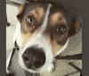 Eleanor, a Rottweiler and German Shepherd Dog mix tested with EmbarkVet.com