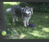 Cal (Excaliber), a German Shepherd Dog and Alaskan Malamute mix tested with EmbarkVet.com
