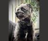 Photo of Garbage Bin, a Miniature Schnauzer, Australian Shepherd, American Pit Bull Terrier, and American Staffordshire Terrier mix in Gloucester, Virginia, USA