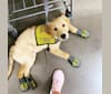 Echo, a Golden Retriever and Labrador Retriever mix tested with EmbarkVet.com