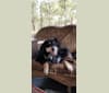 Photo of Takoda, a Labrador Retriever, Collie, German Shepherd Dog, Chow Chow, and Mixed mix in Thomasville, Georgia, USA