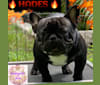 Photo of Hades, a French Bulldog  in California, USA