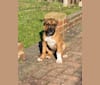 Photo of Cali, an American Pit Bull Terrier, American Bulldog, and Dogue de Bordeaux mix in London, England, United Kingdom