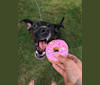 Claudette, a Dalmatian and Rottweiler mix tested with EmbarkVet.com