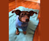 Peanut, a Dachshund and Chihuahua mix tested with EmbarkVet.com