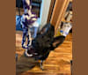 Charlie, a German Shepherd Dog and Bulldog mix tested with EmbarkVet.com