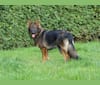 Chloë, a German Shepherd Dog tested with EmbarkVet.com