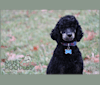 Uno, a Poodle tested with EmbarkVet.com