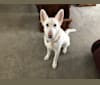 Willow, a White Shepherd tested with EmbarkVet.com