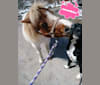 Ruger, a Boxer and American Pit Bull Terrier mix tested with EmbarkVet.com