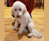 Photo of Orie, a Goldendoodle  in Peculiar, MO, USA