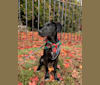 Beya Lilianna Riggs, a Golden Retriever and Labrador Retriever mix tested with EmbarkVet.com