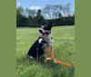 Photo of Lizzy Bear, a Border Collie  in null