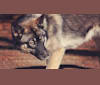 Lyka, a Siberian Husky tested with EmbarkVet.com
