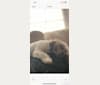 Lucy, a Shih Tzu tested with EmbarkVet.com