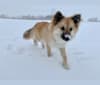 Kirby, an Icelandic Sheepdog tested with EmbarkVet.com