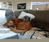 Mo Mo, an American Pit Bull Terrier and Doberman Pinscher mix tested with EmbarkVet.com
