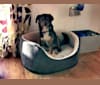 Milo, an Eastern European Village Dog and Pekingese mix tested with EmbarkVet.com