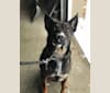 Photo of Boston, an Australian Cattle Dog, American Pit Bull Terrier, Bluetick Coonhound, German Shepherd Dog, and Mixed mix in Zimmerman, Minnesota, USA