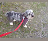 Molly, a Poodle (Small) and Miniature/MAS-type Australian Shepherd mix tested with EmbarkVet.com
