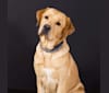 Nitro, a Labrador Retriever tested with EmbarkVet.com