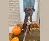 Cori, an American Pit Bull Terrier and Boxer mix tested with EmbarkVet.com