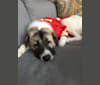 Photo of Roscoe, a Great Pyrenees and Anatolian Shepherd Dog mix in Auburn, Kansas, USA