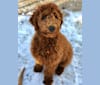 Photo of Zipper, a Poodle  in Massachusetts, USA