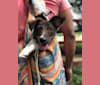 Iggy, an American Village Dog tested with EmbarkVet.com