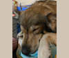 Kodi a dog tested with EmbarkVet.com
