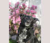 Photo of Ellie, a Border Collie, Australian Cattle Dog, and French Bulldog mix in Crown Point, Indiana, USA