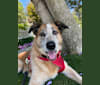 Gaucho, an Australian Cattle Dog and Great Pyrenees mix tested with EmbarkVet.com