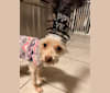 Lucy, a Chihuahua and Poodle (Small) mix tested with EmbarkVet.com