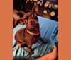 Cocoa, a Chihuahua and Miniature Pinscher mix tested with EmbarkVet.com