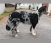 Ragnar, an Australian Shepherd and Norwegian Elkhound mix tested with EmbarkVet.com