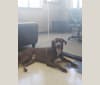 Benny, a Labrador Retriever and American Pit Bull Terrier mix tested with EmbarkVet.com