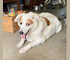 Oscar, a West Asian Village Dog tested with EmbarkVet.com