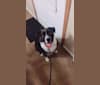 Roger, an American Bully and Rat Terrier mix tested with EmbarkVet.com