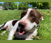 Photo of Shorty, an Australian Cattle Dog and American Pit Bull Terrier mix in Seattle, Washington, USA