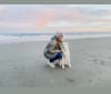 Finley, a Great Pyrenees and Border Collie mix tested with EmbarkVet.com